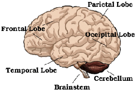 the brain