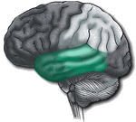 temporal lobe