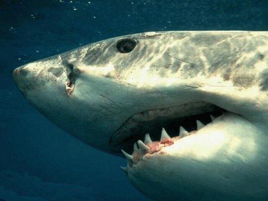 great white shark